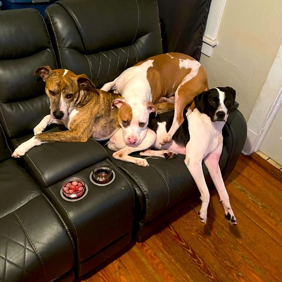 Meet your Posher, Jodie - Picture 3 of 3